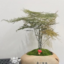 冰顿顿