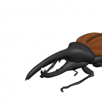 分享一个SolidWorks画的甲虫模型 夏天的味道