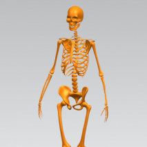 分享一个人体骨骼模型，通用格式